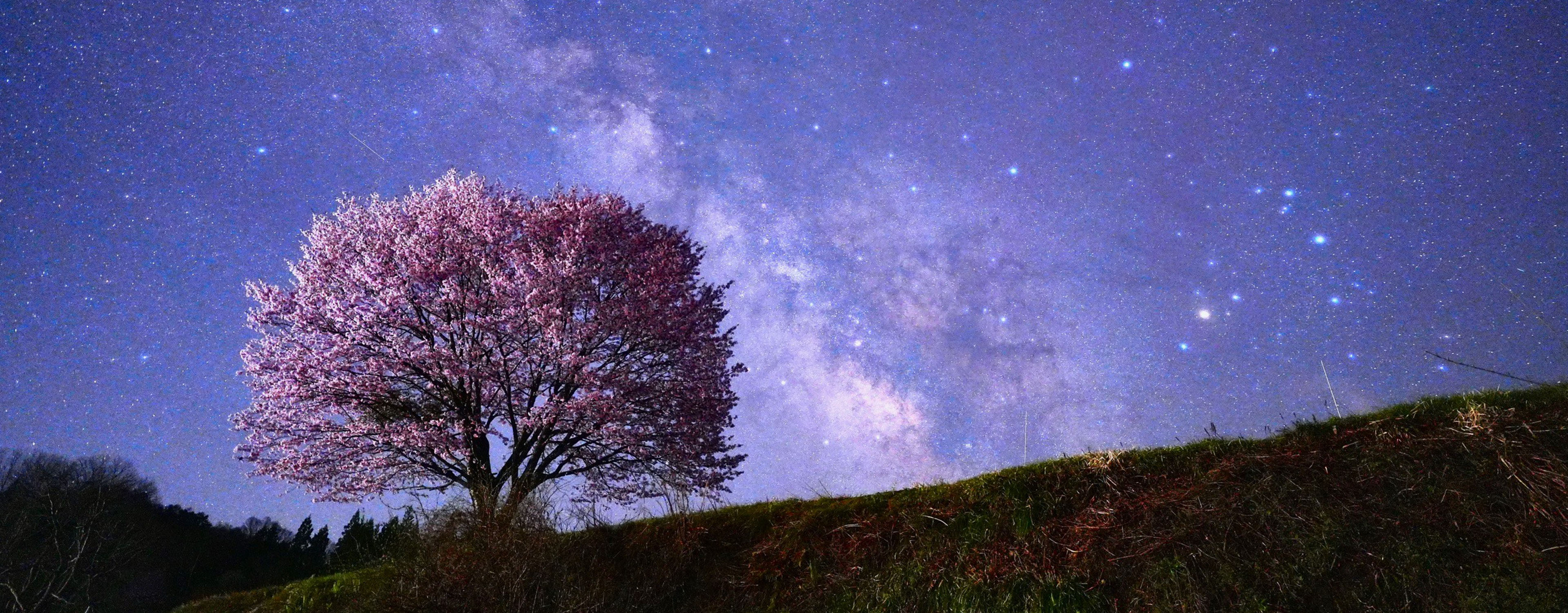 白馬村の一本桜